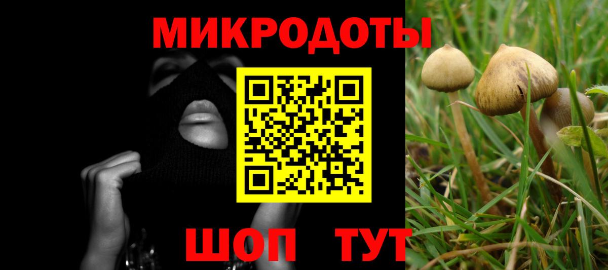 Галлюциногенные грибы Psilocybine cubensis Химки